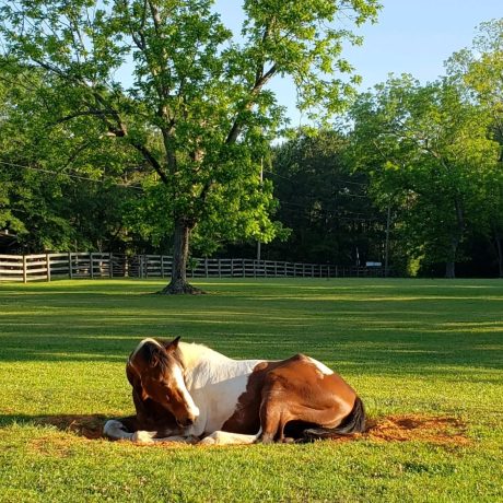 Beautiful view of a horse lying down in the park at Green Woods Stables RV Park