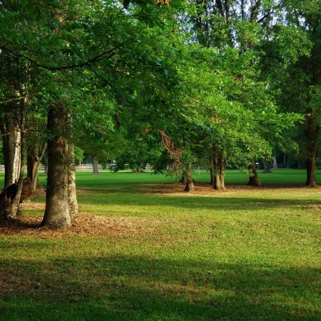 Park view and lush trees at Green Woods Stables RV Park