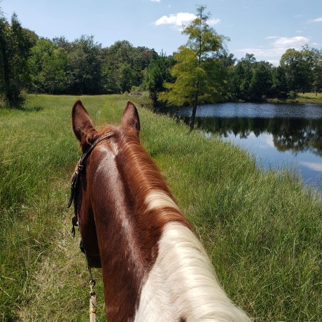 beautiful view of the pond and leafy trees at Green Woods Stables RV Park