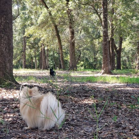 puppies in the park at Green Woods Stables RV Park