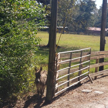 a donkey on the fence