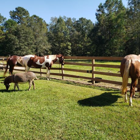 beautiful view of horses and a donkey in the park at Green Woods Stables RV Park