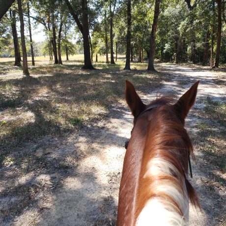 view of a trail at Green Woods Stables RV Park while riding a horse