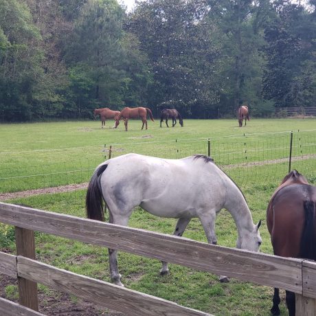 beautiful view of horses in the park at Green Woods Stables RV Park