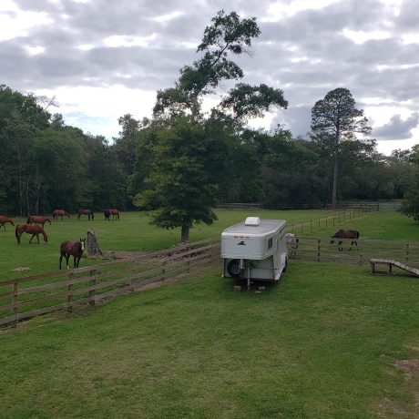 view of horses in the park at Green Woods Stables RV Park