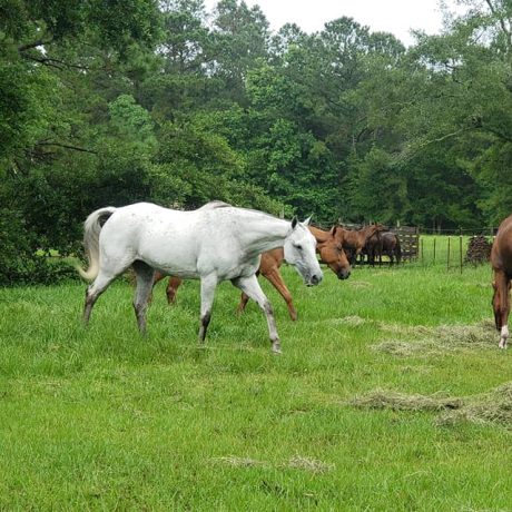 beautiful view of horses in the park at Green Woods Stables RV Park