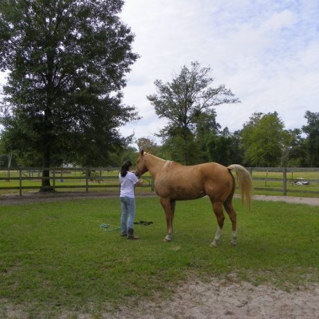 woman preparing the horse for a ride at Green Woods Stables RV Park