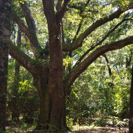 view of a majestic oak at Green Woods Stables RV Park