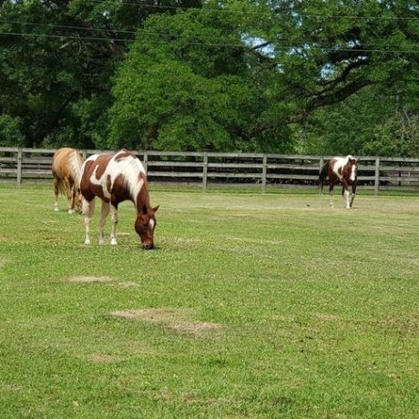 view of horses in the park at Green Woods Stables RV Park